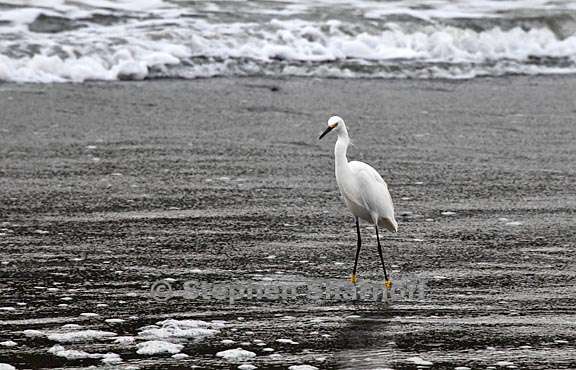 snowy egret 3 graphic